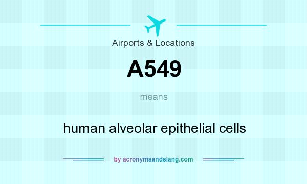 What does A549 mean? It stands for human alveolar epithelial cells