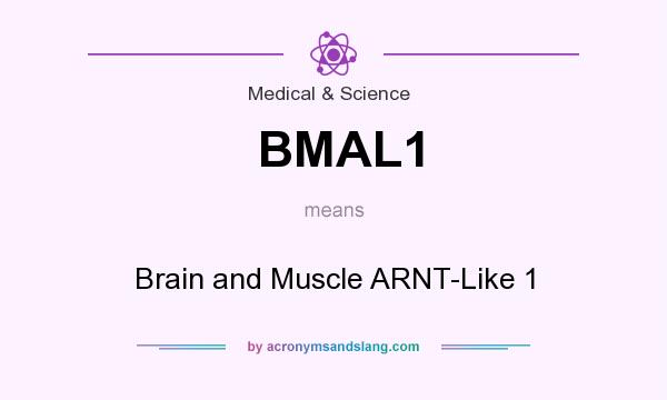 What does BMAL1 mean? It stands for Brain and Muscle ARNT-Like 1