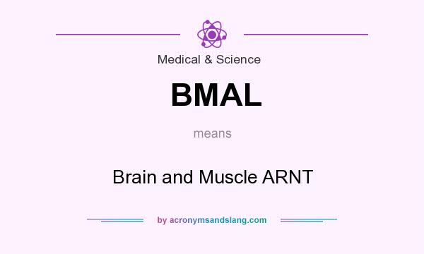 What does BMAL mean? It stands for Brain and Muscle ARNT