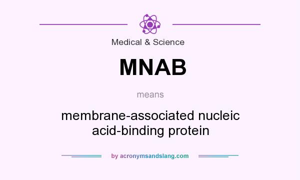 What does MNAB mean? It stands for membrane-associated nucleic acid-binding protein