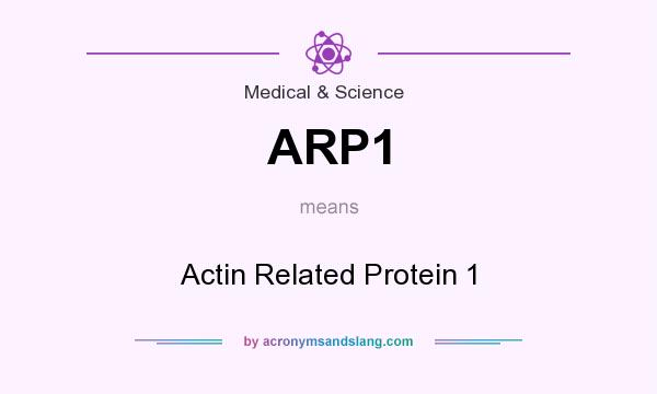 What does ARP1 mean? It stands for Actin Related Protein 1