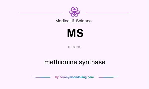 What does MS mean? It stands for methionine synthase