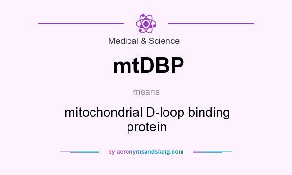 What does mtDBP mean? It stands for mitochondrial D-loop binding protein