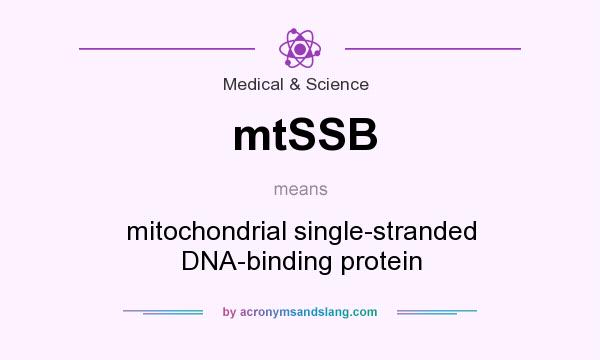 What does mtSSB mean? It stands for mitochondrial single-stranded DNA-binding protein