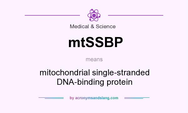 What does mtSSBP mean? It stands for mitochondrial single-stranded DNA-binding protein