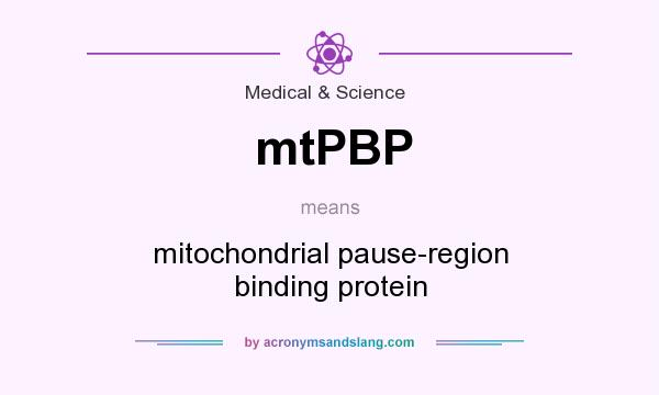 What does mtPBP mean? It stands for mitochondrial pause-region binding protein