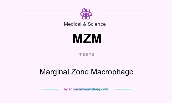 What does MZM mean? It stands for Marginal Zone Macrophage