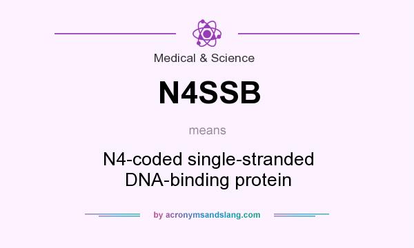 What does N4SSB mean? It stands for N4-coded single-stranded DNA-binding protein