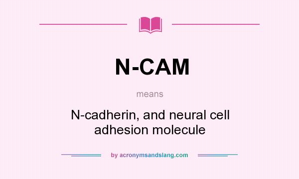 What does N-CAM mean? It stands for N-cadherin, and neural cell adhesion molecule