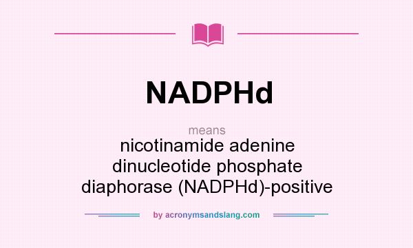 What does NADPHd mean? It stands for nicotinamide adenine dinucleotide phosphate diaphorase (NADPHd)-positive