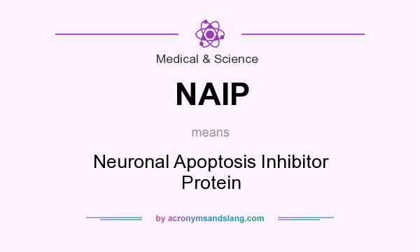 What does NAIP mean? It stands for Neuronal Apoptosis Inhibitor Protein