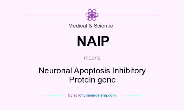 What does NAIP mean? It stands for Neuronal Apoptosis Inhibitory Protein gene