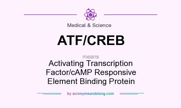 What does ATF/CREB mean? It stands for Activating Transcription Factor/cAMP Responsive Element Binding Protein