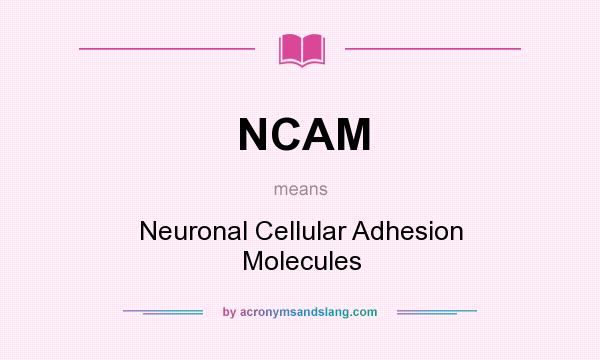 What does NCAM mean? It stands for Neuronal Cellular Adhesion Molecules