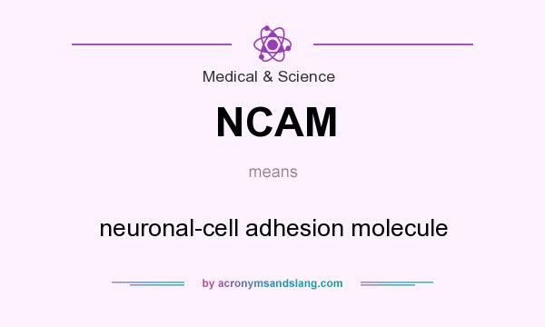 What does NCAM mean? It stands for neuronal-cell adhesion molecule