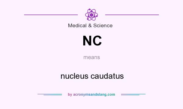 What does NC mean? It stands for nucleus caudatus