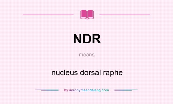 What does NDR mean? It stands for nucleus dorsal raphe