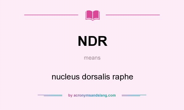 What does NDR mean? It stands for nucleus dorsalis raphe