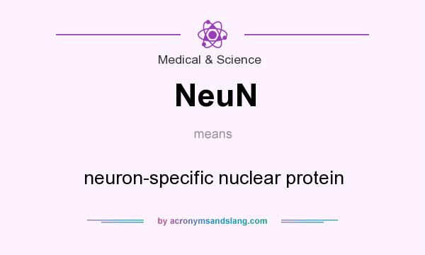 What does NeuN mean? It stands for neuron-specific nuclear protein