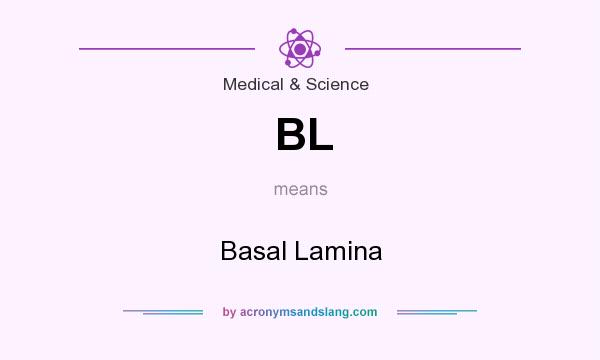 What does BL mean? It stands for Basal Lamina