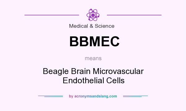 What does BBMEC mean? It stands for Beagle Brain Microvascular Endothelial Cells