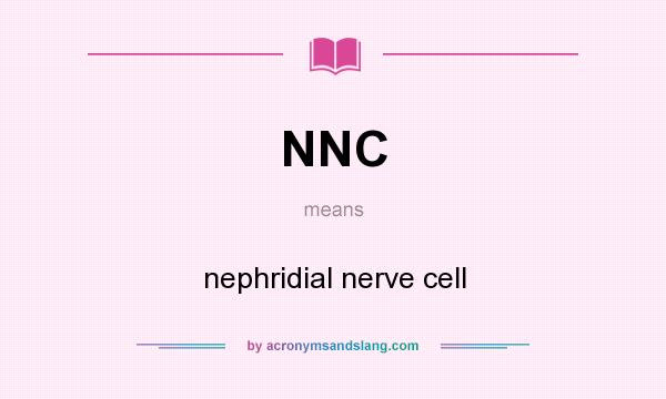 What does NNC mean? It stands for nephridial nerve cell