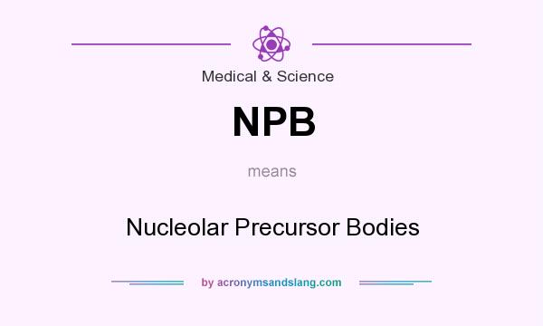 What does NPB mean? It stands for Nucleolar Precursor Bodies