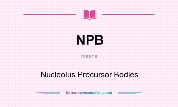 What does NPB mean? It stands for Nucleolus Precursor Bodies