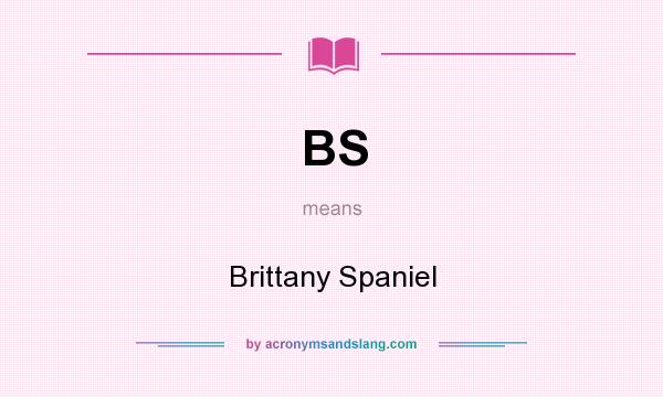 What does BS mean? It stands for Brittany Spaniel