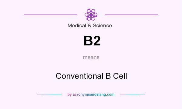 What does B2 mean? It stands for Conventional B Cell