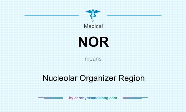 What does NOR mean? It stands for Nucleolar Organizer Region