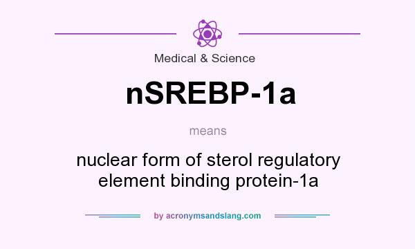 What does nSREBP-1a mean? It stands for nuclear form of sterol regulatory element binding protein-1a