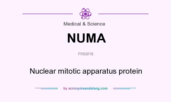 What does NUMA mean? It stands for Nuclear mitotic apparatus protein