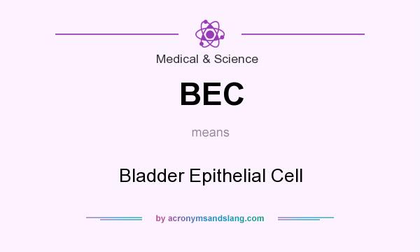 What does BEC mean? It stands for Bladder Epithelial Cell