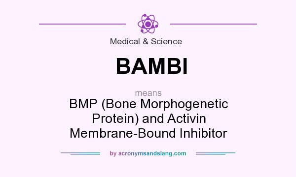 What does BAMBI mean? It stands for BMP (Bone Morphogenetic Protein) and Activin Membrane-Bound Inhibitor