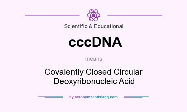 What does cccDNA mean? It stands for Covalently Closed Circular Deoxyribonucleic Acid