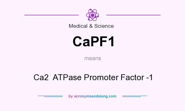 What does CaPF1 mean? It stands for Ca2  ATPase Promoter Factor -1