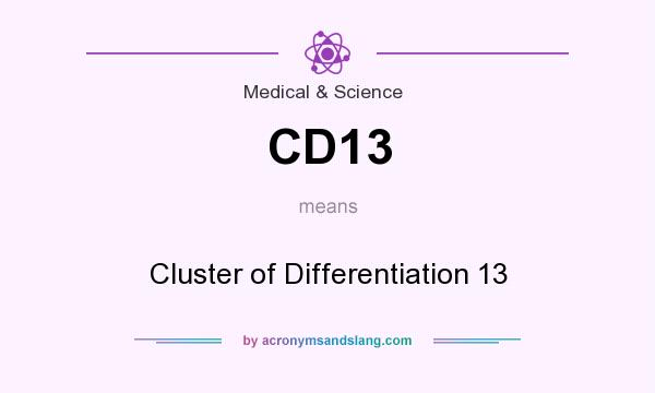 What does CD13 mean? It stands for Cluster of Differentiation 13