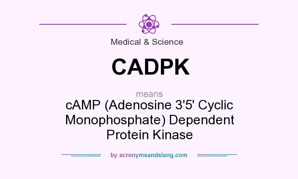 What does CADPK mean? It stands for cAMP (Adenosine 3`5` Cyclic Monophosphate) Dependent Protein Kinase