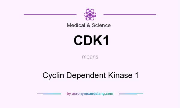 What does CDK1 mean? It stands for Cyclin Dependent Kinase 1