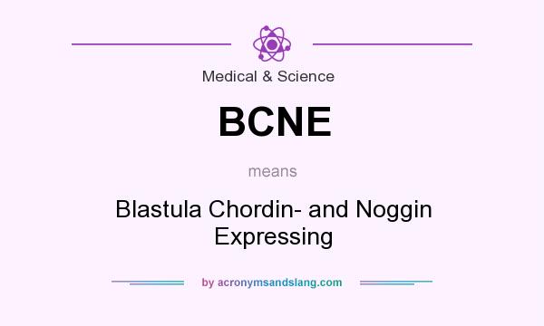 What does BCNE mean? It stands for Blastula Chordin- and Noggin Expressing