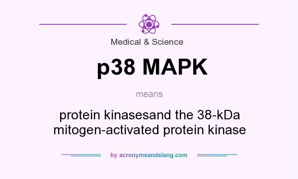 What does p38 MAPK mean? It stands for protein kinasesand the 38-kDa mitogen-activated protein kinase