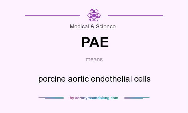 What does PAE mean? It stands for porcine aortic endothelial cells