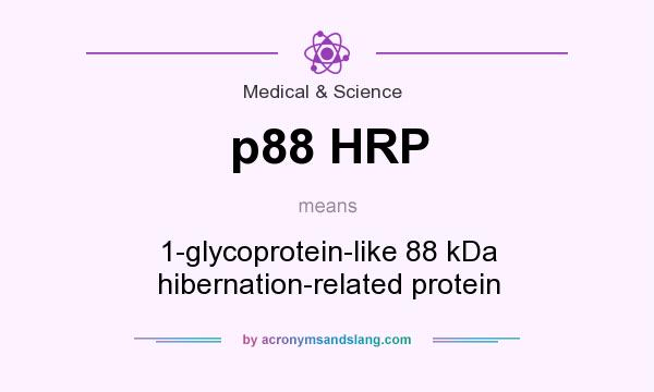 What does p88 HRP mean? It stands for 1-glycoprotein-like 88 kDa hibernation-related protein