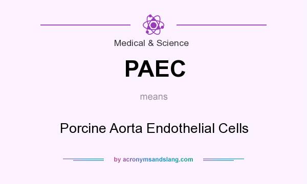 What does PAEC mean? It stands for Porcine Aorta Endothelial Cells