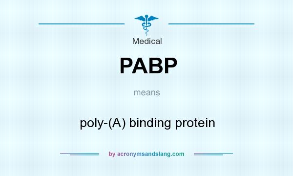 What does PABP mean? It stands for poly-(A) binding protein