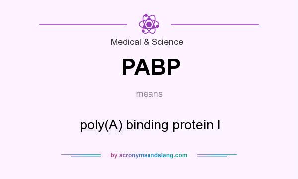 What does PABP mean? It stands for poly(A) binding protein I