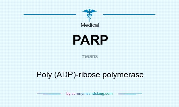 What does PARP mean? It stands for Poly (ADP)-ribose polymerase