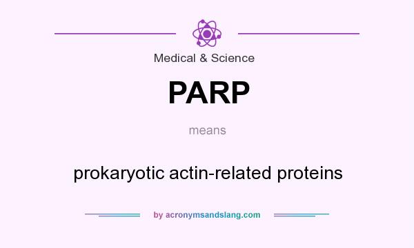 What does PARP mean? It stands for prokaryotic actin-related proteins