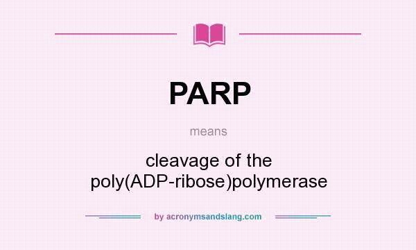 What does PARP mean? It stands for cleavage of the poly(ADP-ribose)polymerase